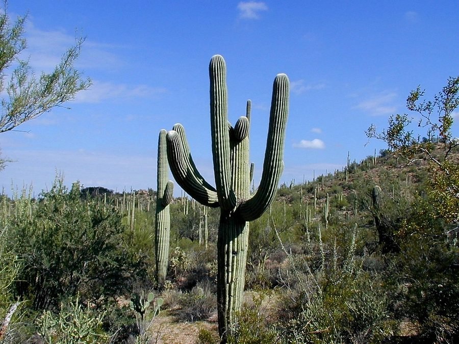 Saguaro cactus in the Arizona desert