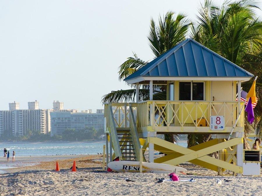 Palm trees along the Miami shoreline